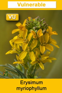 Erysimum myriophyllum