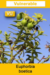 Euphorbia boetica