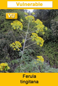 Ferula tingitana