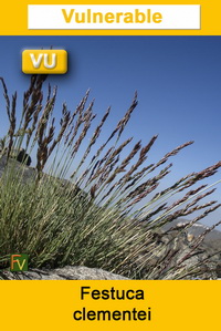 Festuca clementei