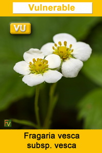 Fragaria vesca vesca