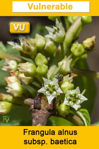 Frangula alnus baetica