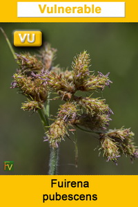 Fuirena pubescens