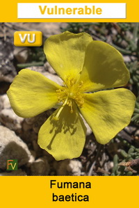 Fumana baetica