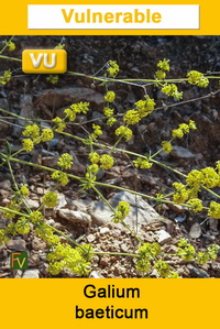 Galium baeticum