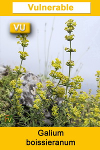 Galium boissieranum