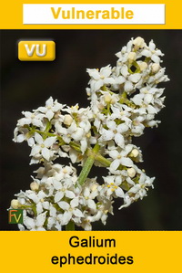 Galium ephedroides