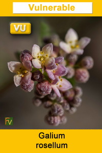 Galium rosellum