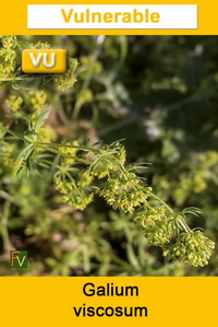 Galium viscosum