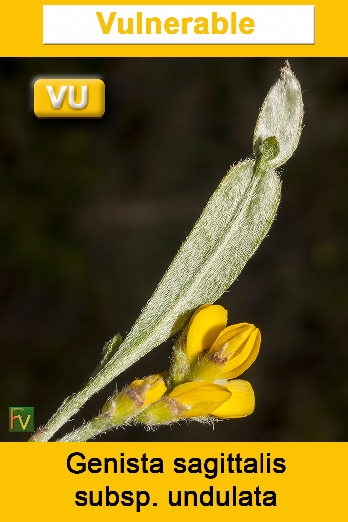 Genista sagittalis undulata