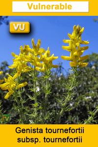 Genista tournefortii tournefortii