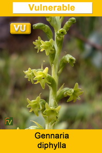 Gennaria diphylla