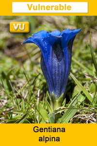 Gentiana alpina