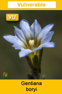 Gentiana boryi