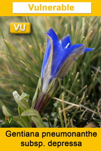 Gentiana pneumonanthe depressa