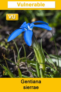 Gentiana sierrae