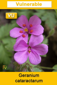 Geranium cataractarum