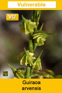 Guiraoa arvensis