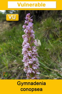 Gymnadenia conopsea