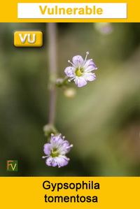 Gypsophila tomentosa