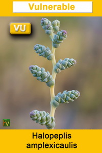 Halopeplis amplexicaulis