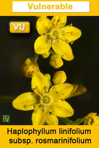 Haplophyllum linifolium rosmarinifolium