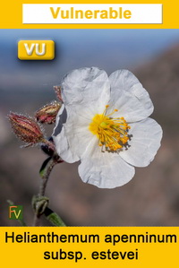 Helianthemum apenninum estevei