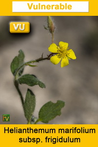 Helianthemum marifolium frigidulum