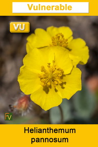 Helianthemum pannosum