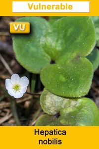 Hepatica nobilis