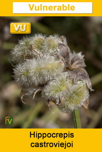 Hippocrepis castroviejoi