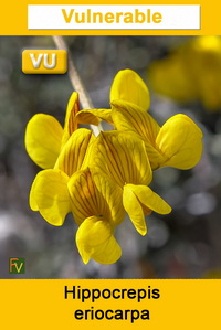 Hippocrepis eriocarpa