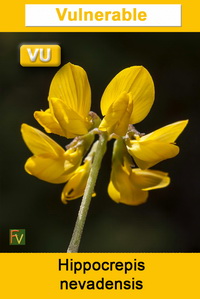 Hippocrepis nevadensis