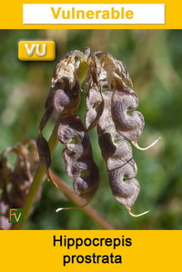 Hippocrepis prostrata