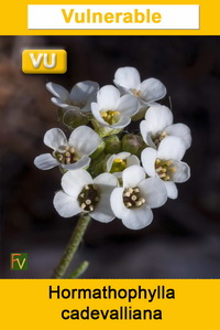 Hormathophylla cadevalliana