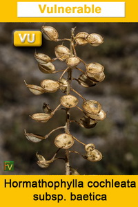 Hormathophylla cochleata baetica