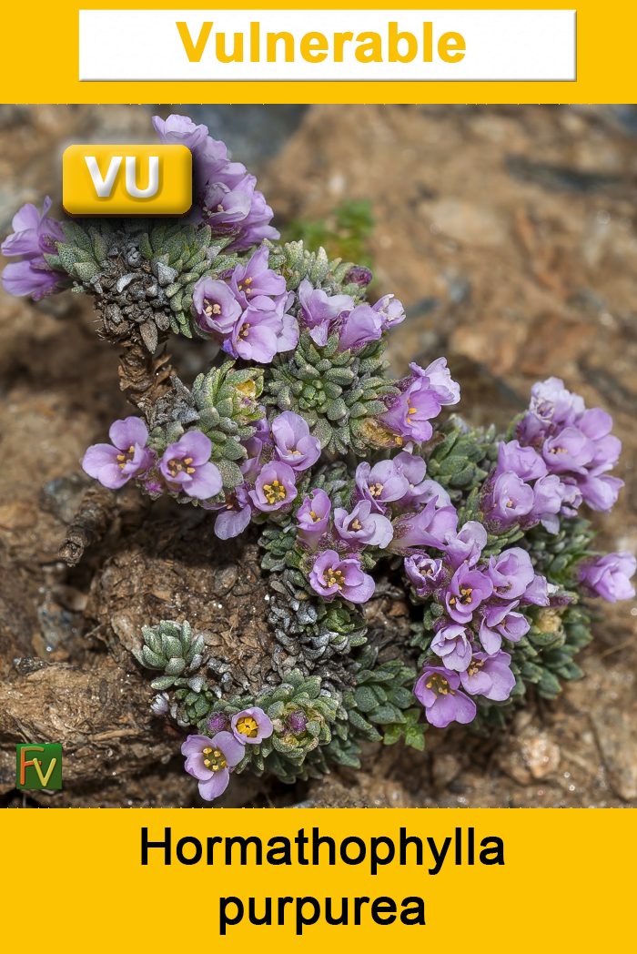 Hormathophylla purpurea