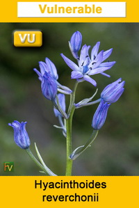 Hyacinthoides reverchonii