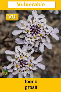 Iberis grosii