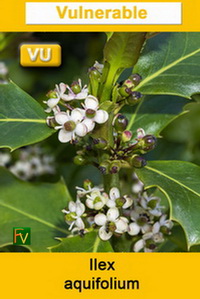 Ilex aquifolium