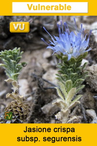 Jasione crispa segurensis