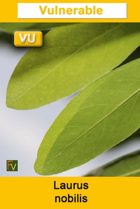 Laurus nobilis