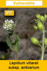 Lepidium villarsii anticarium