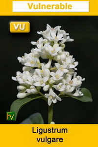 Ligustrum vulgare