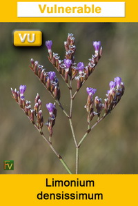 Limonium densissimum