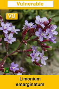 Limonium emarginatum