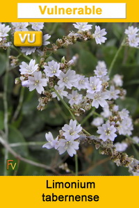 Limonium tabernense