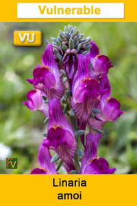 Linaria amoi