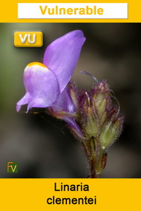 Linaria clementei