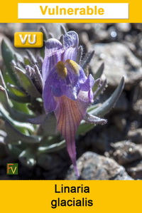 Linaria glacialis